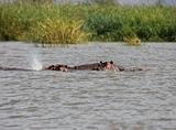 Ethiopia - Lago Chamo - Ippopotami - Hippos - 02